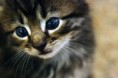 /album/galerie-photos/chaton-adorable-jpg/